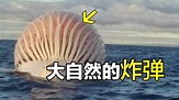 揭秘04年台南著名抹香鯨爆炸原因，鯨魚腐敗味道讓人臭到差點往生XD