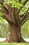 Trunk Close-up Of Old Oak Tree In Late by Sieboldianus