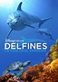 Dolphin Reef - película: Ver online completas en español