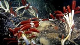 Riftia pachyptila, Giant tube worm size, adaptations & facts - Funny ...