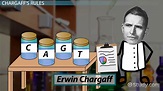 Erwin Chargaff: Experiment, Discovery & Rules - Video & Lesson ...
