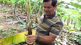 Novo método de plantar bananeira - YouTube