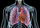 The heart & the lungs: What's the connection? | Blog | ndd Medical