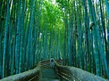 Earth - A Wonderful World: Bamboo Forest, Japan