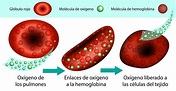 hemoglabina-hierro - Revista C2