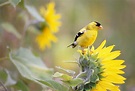 Top 15 Most Popular Bird Species in North America