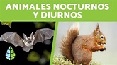 Animales DIURNOS y NOCTURNOS para Niños +15 Ejemplos - YouTube