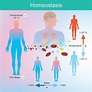 Physiological Homeostasis - Biology Online Tutorial