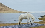 ¿De vacaciones a Islandia? Contrata un caballo para responder a tus emails