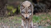 Erneute Sichtung: Wolf in Osthessen unterwegs | Vogelsberg