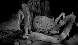 L'assalto dei granchi giganti (1956) di Roger Corman - Fantascienza Italia