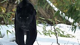 Black Panthers Wallpapers - Wallpaper Cave