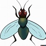 How to Draw a Fly - Really Easy Drawing Tutorial
