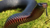 Venomous red-bellied black snake found hiding in garage | news.com.au ...