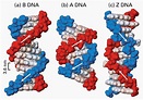 Propanona: Estructura de los ácidos nucleicos.