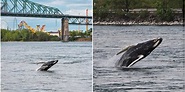 Whale Was Spotted In Montreal's Old Port Jumping Out Of The Saint ...