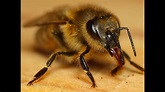 my new friend baby bumblebee bee really cute close up action tongue in ...