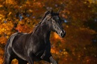 A black beauty Black Horses, Wild Horses, Majestic Horse, Beautiful ...