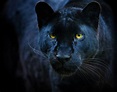 black panther - Clarity Advantage