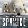 Polar Bear: Spy on the Ice - Stream on BBC Select