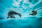 Wildlife Photographer of the Year Exhibition Opens at Natural History ...