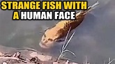 Exploring The Remarkable Story Of Human Face Fish Species - History of ...