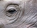 Rhinoceros Rhino Eye - Free photo on Pixabay - Pixabay
