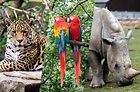 ⚠️ 10 animales en peligro de extinción: sus causas y consecuencias (2023)