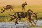 Top 30+ imagen perros salvajes cazando leones - Abzlocal.mx