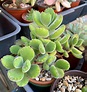 Cotyledon Tomentosa (Bear's Paw Succulent) - Care Guide
