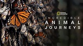 Kijk de volledige afleveringen van Incredible Animal Journeys | Disney+