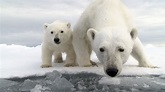 Watch Polar Bear - Spy On The Ice - S1:E2 Part 2 (2022) Online | The ...