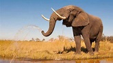 Elefantes: características, qué comen, tipos y mucho más - Curionautas©