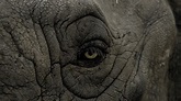 eyes nature animals wrinkles closeup rhino skin Wallpapers HD / Desktop ...