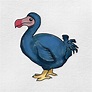 How to Draw a Dodo - HelloArtsy