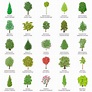 42 Common Types Of Trees With Names Facts And Pictures Tree Images ...