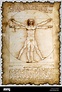 Homme de Vitruve par Leonardo da Vinci avec bords brûlés Photo Stock ...