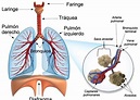 ¿cuál es la respiración pulmonar? | Actualizado mayo 2024