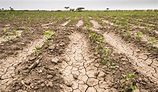 Sequía: las pérdidas reestimadas en la cosecha de soja y maíz superan ...