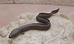 Freshwater eel - San Francisco Zoo & Gardens