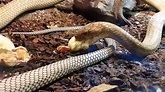 King Cobra comiendo - YouTube