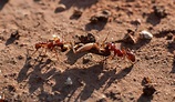 Army Ants Attacking Humans