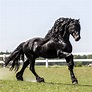 Animal on Planet 🐾 on Instagram: “Black Beauty most beautiful horse ...