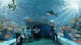 Shedd Aquarium Announces Largest Renovation Project in 19 Years – NBC ...