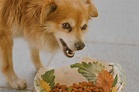 10 motivi per cui i cani mangiano le proprie feci! Scopri come ...