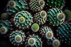 Vista superior de cactus ia generativa | Foto Premium