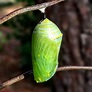 Monarch Butterfly Pupa