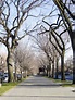 Eastern Parkway | The Cultural Landscape Foundation