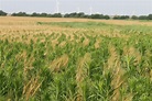 Harvest Aid Weed Management in Wheat | Oklahoma State University