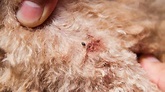 ¿Cómo curar heridas de las garrapatas en los perros?